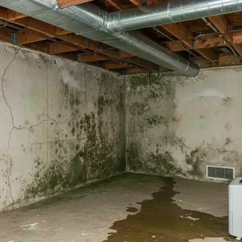 Professional Mold Removal in Copiague, NY